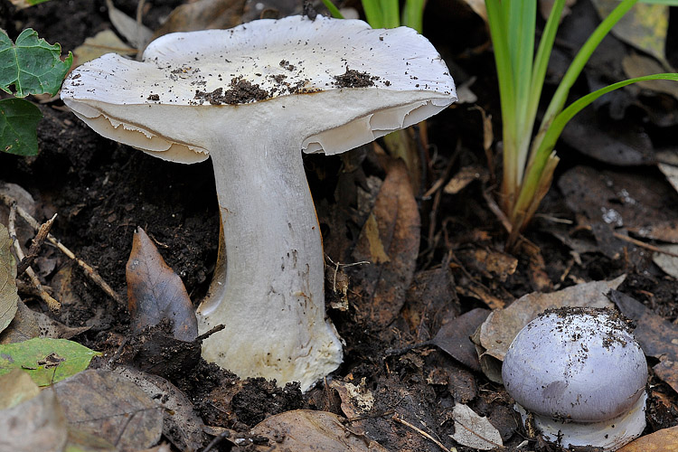 Cortinarius coerulescens ?